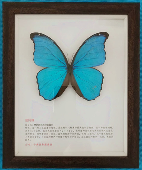 大藍(lán)閃蝶標(biāo)本