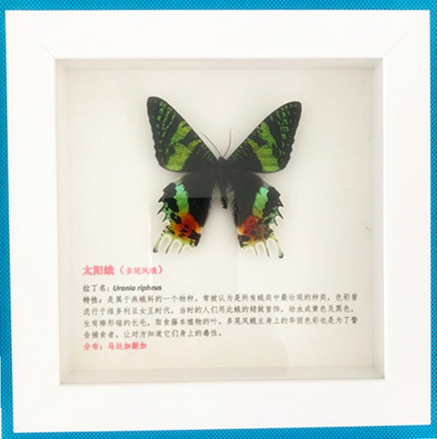 太陽(yáng)蛾標(biāo)本