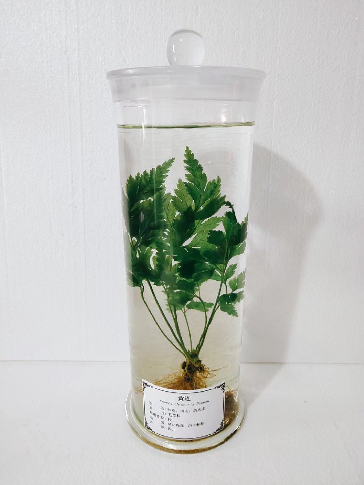 植物保色浸制標(biāo)本