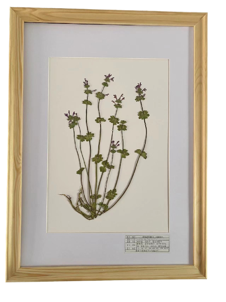 植物臘葉標(biāo)本